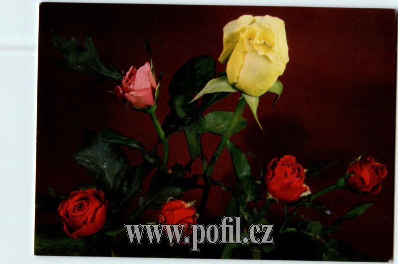Zav��t okno