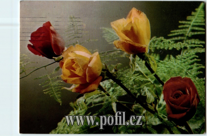 Zav��t okno