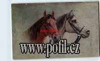 P�EDN�