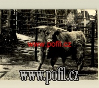 PŘEDNÍ